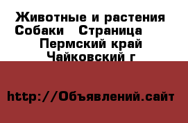 Животные и растения Собаки - Страница 13 . Пермский край,Чайковский г.